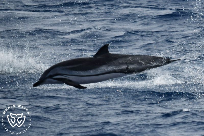 Whale Watch Western Australia