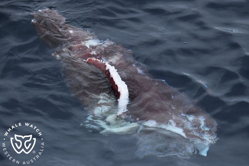 Whale Watch Western Australia