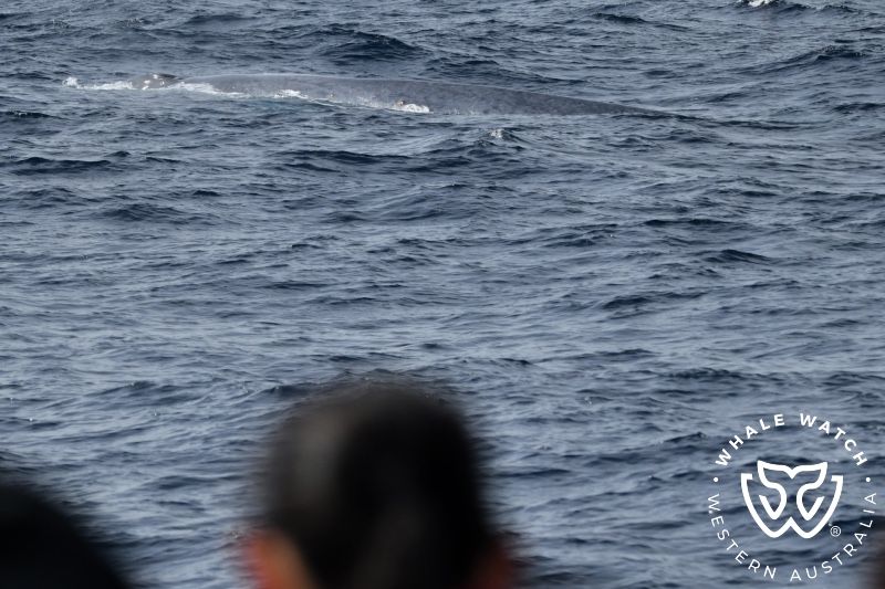 Whale Watch Western Australia