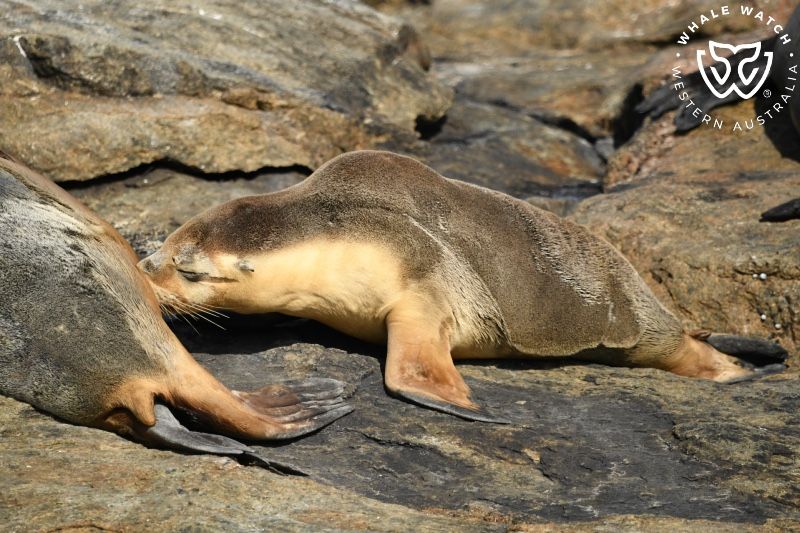 Whale Watch Western Australia