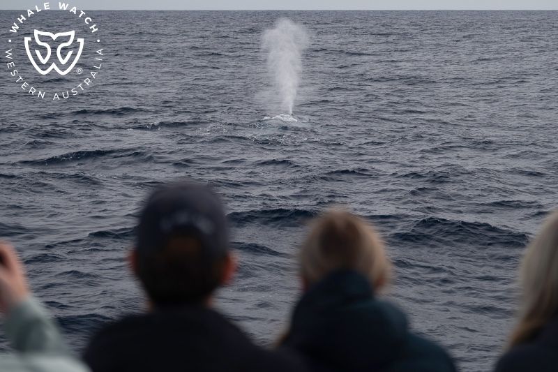 Whale Watch Western Australia