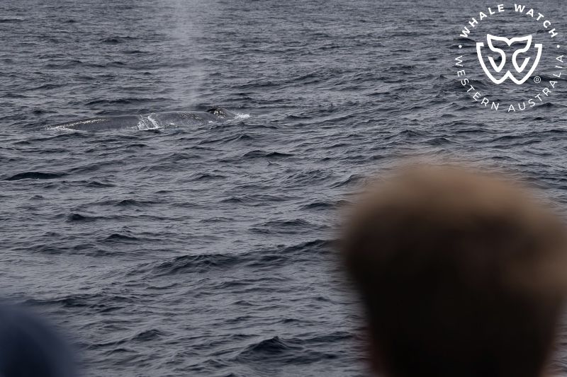 Whale Watch Western Australia