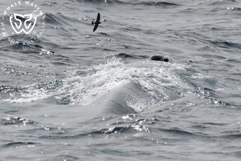 Whale Watch Western Australia