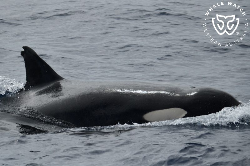 Whale Watch Western Australia