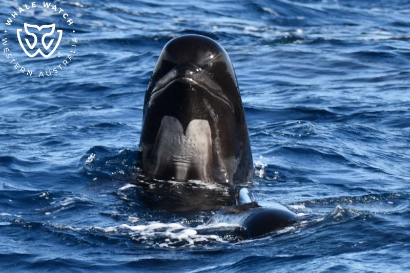 Whale Watch Western Australia