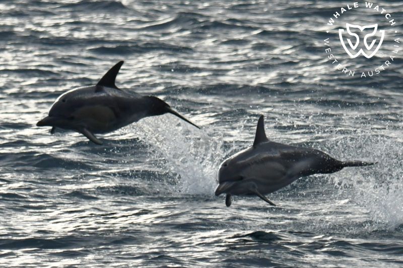 Whale Watch Western Australia