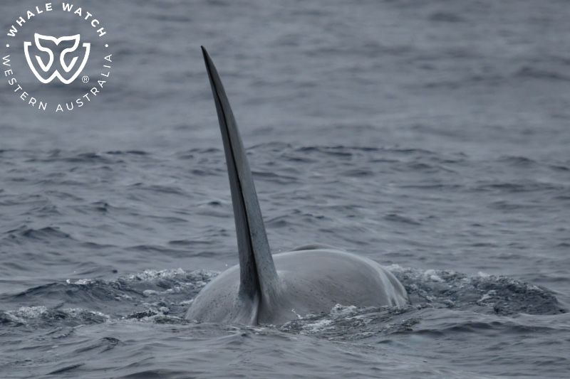 Whale Watch Western Australia