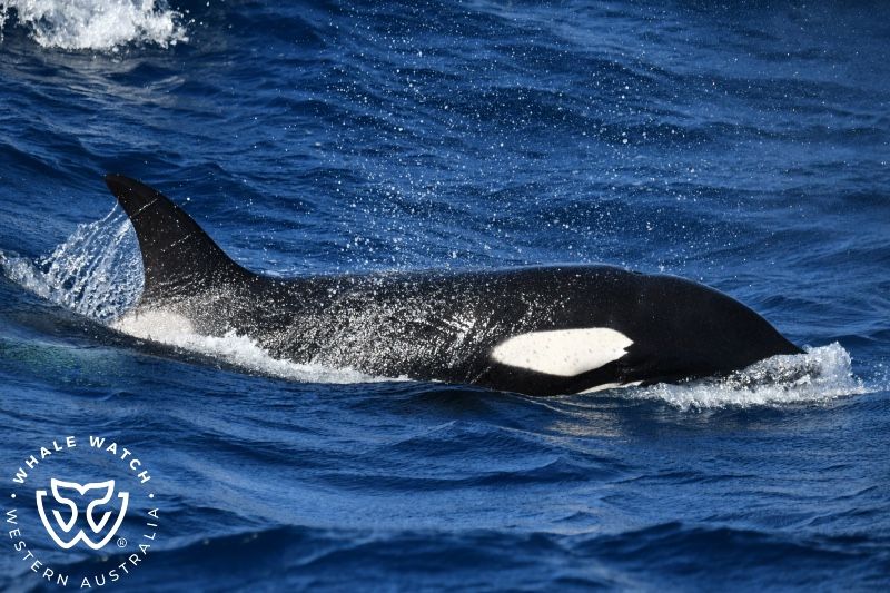 Whale Watch Western Australia