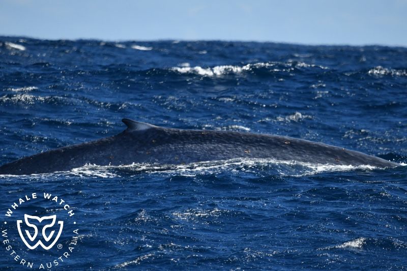 Whale Watch Western Australia