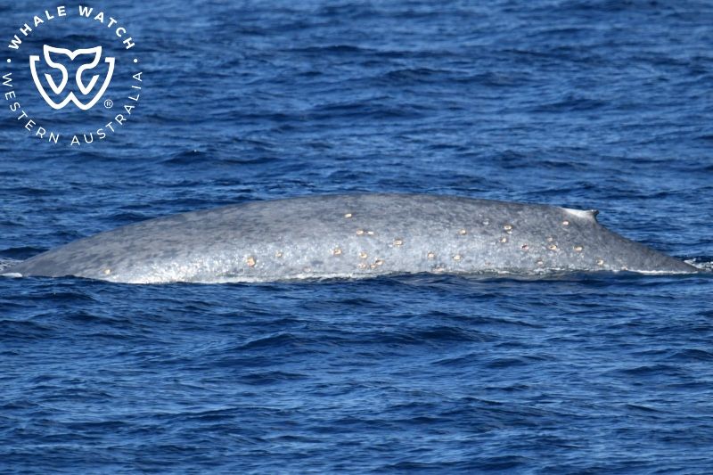 Whale Watch Western Australia