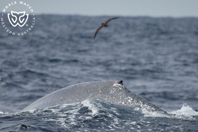 Whale Watch Western Australia