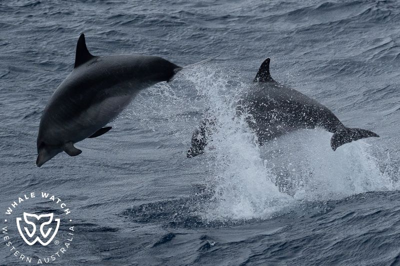 Whale Watch Western Australia