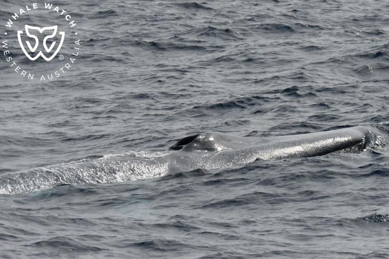 Whale Watch Western Australia