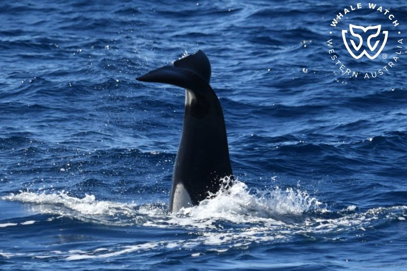 Whale Watch Western Australia