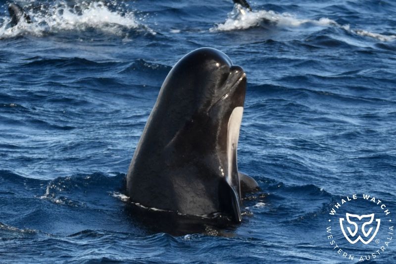 Whale Watch Western Australia