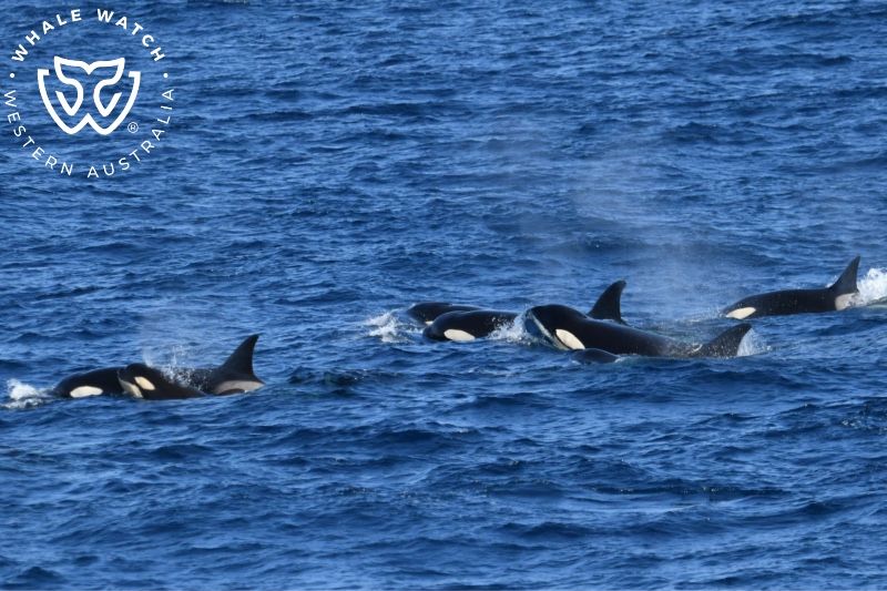 Whale Watch Western Australia