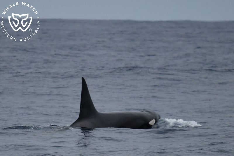 Whale Watch Western Australia
