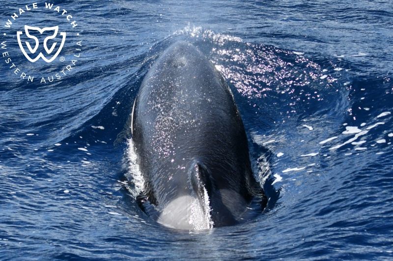 Whale Watch Western Australia