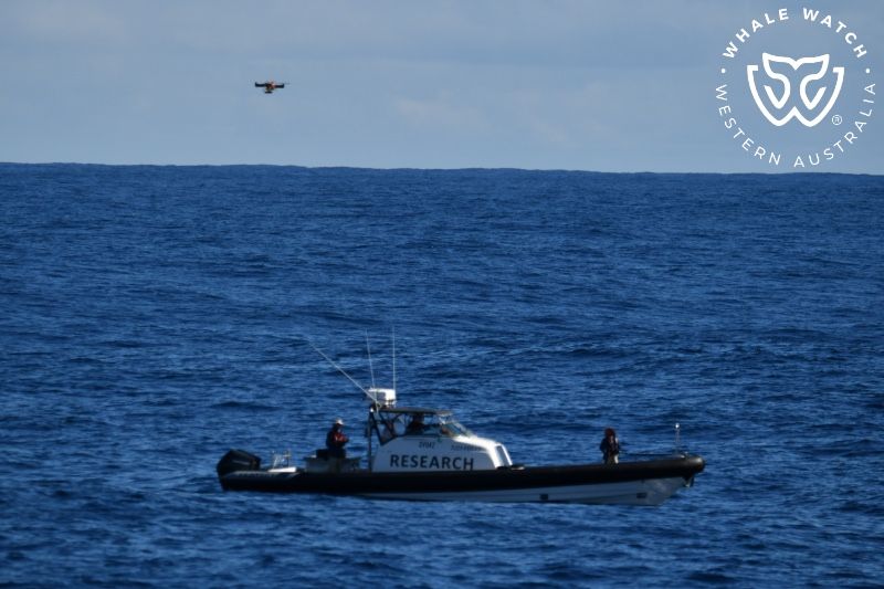 Whale Watch Western Australia