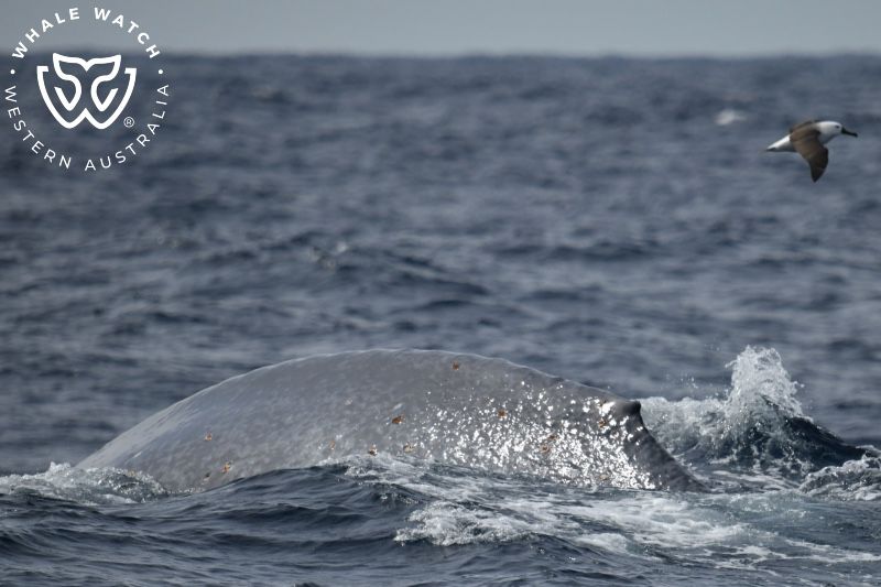 Whale Watch Western Australia
