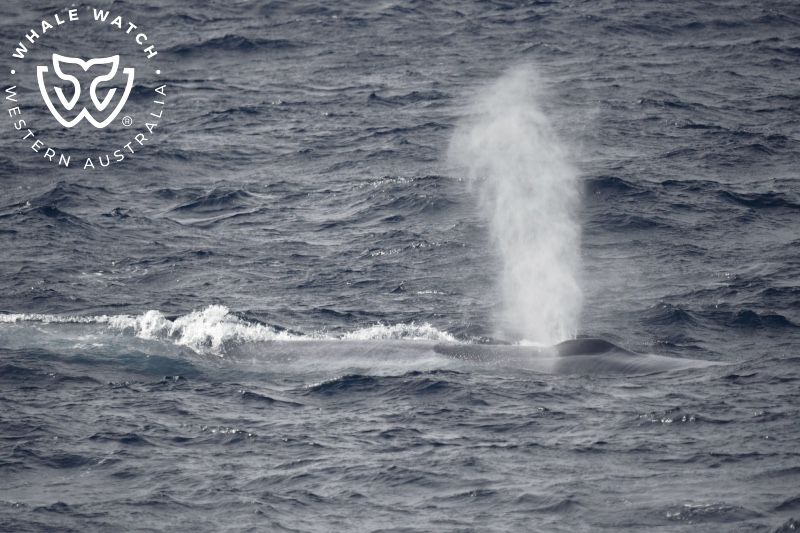 Whale Watch Western Australia