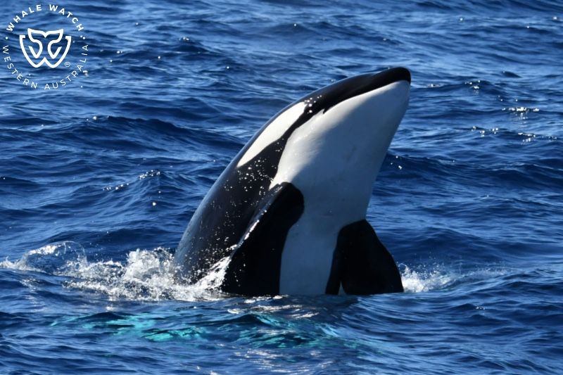 Whale Watch Western Australia