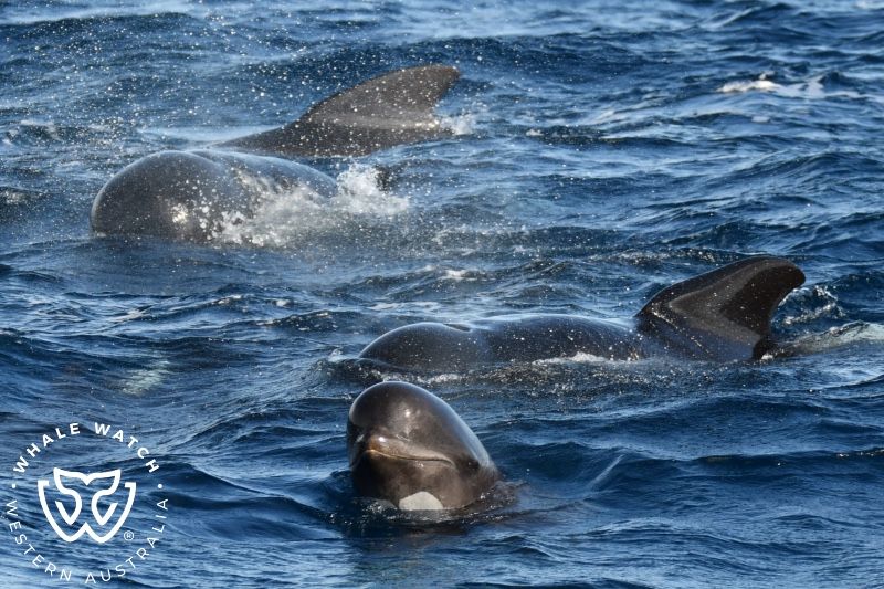 Whale Watch Western Australia