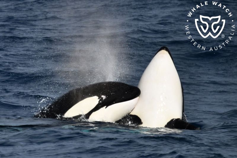 Whale Watch Western Australia