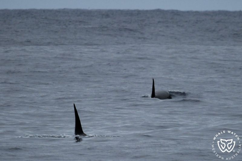 Whale Watch Western Australia