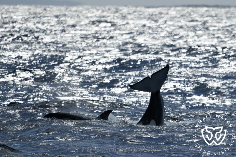Whale Watch Western Australia