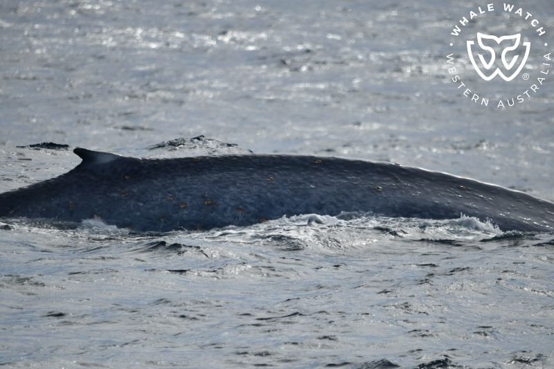 Whale Watch Western Australia