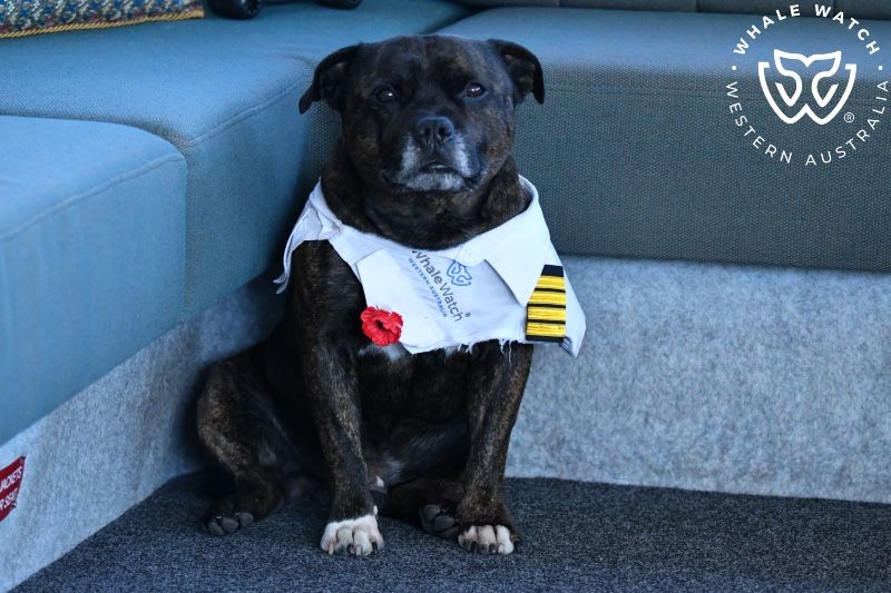 Whale Watch Western Australia