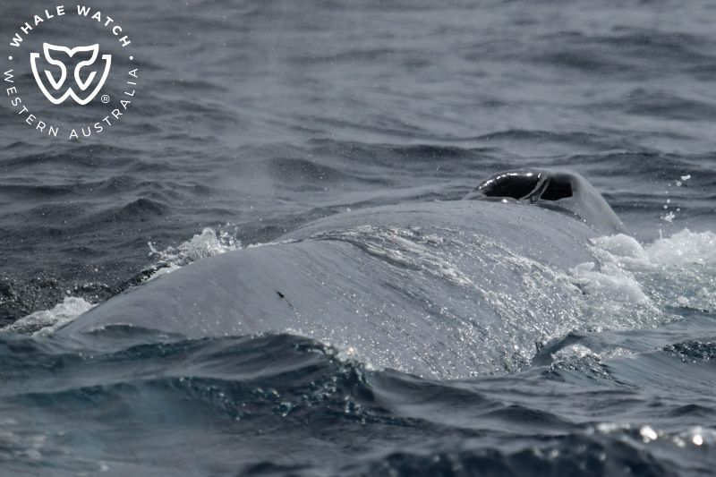 Whale Watch Western Australia
