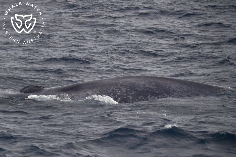 Whale Watch Western Australia