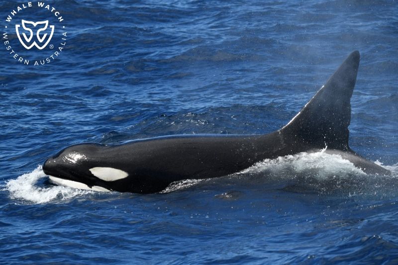 Whale Watch Western Australia
