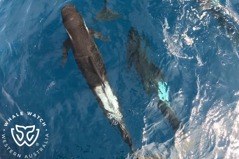 Whale Watch Western Australia