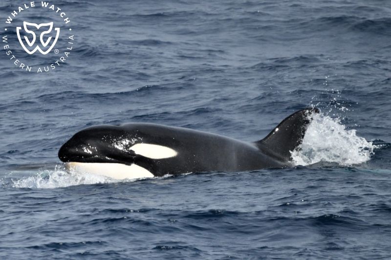 Whale Watch Western Australia