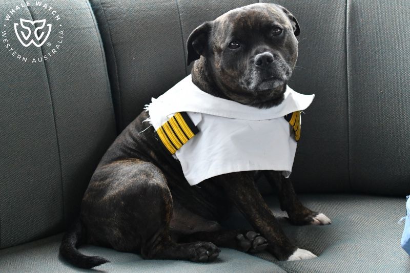 Whale Watch Western Australia