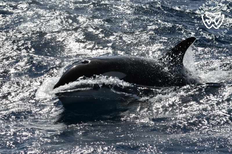 Whale Watch Western Australia