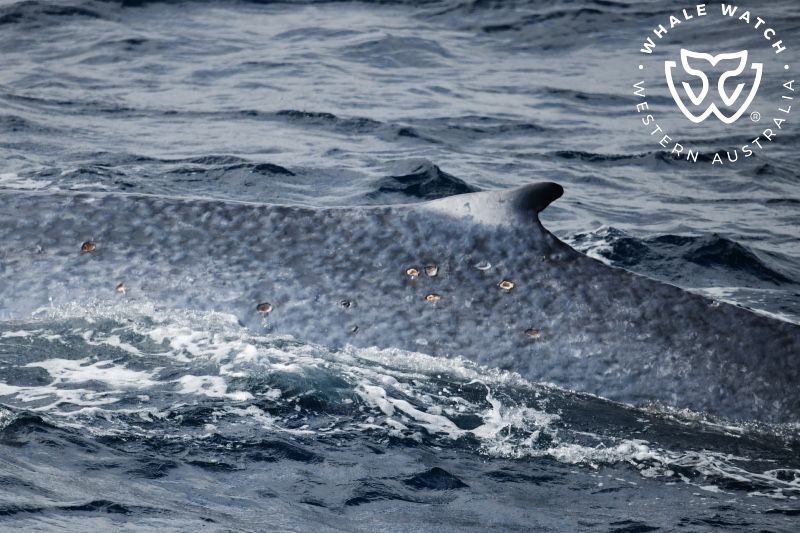 Whale Watch Western Australia