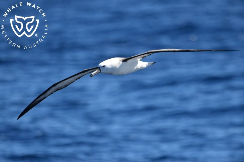 Whale Watch Western Australia