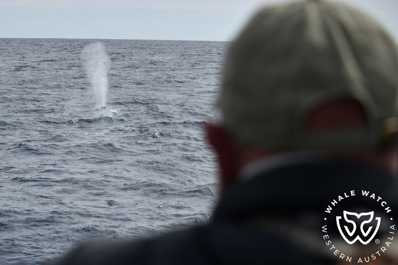 Whale Watch Western Australia