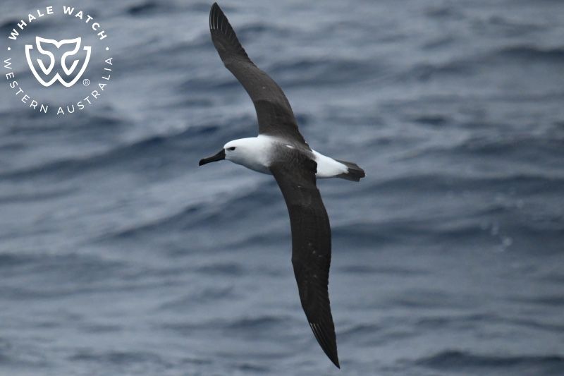 Whale Watch Western Australia