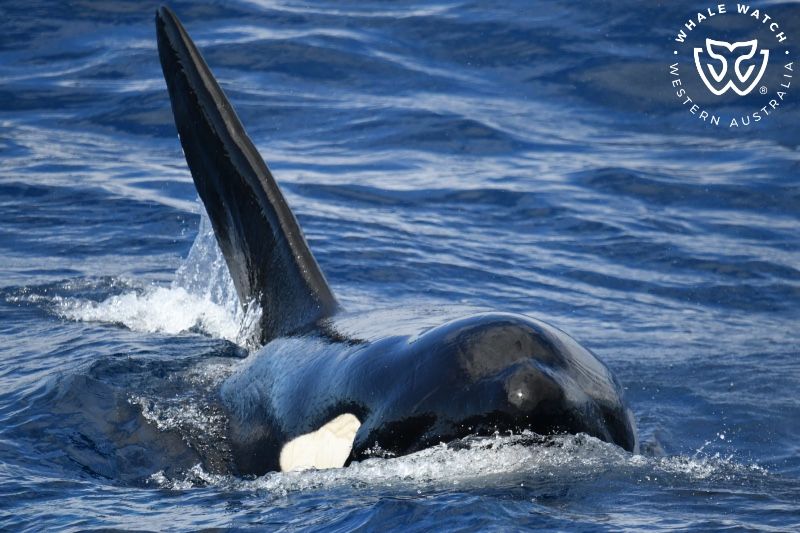 Whale Watch Western Australia