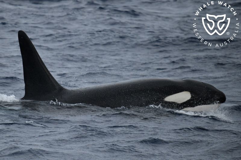 Whale Watch Western Australia