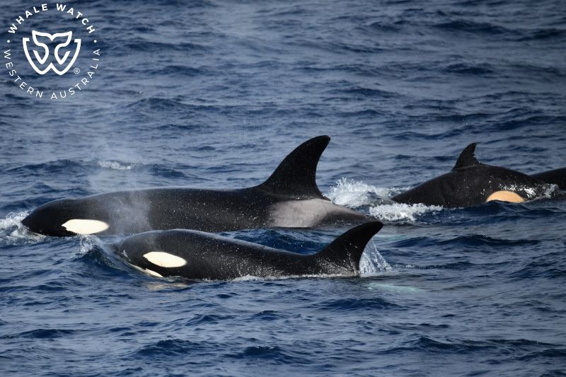 Whale Watch Western Australia