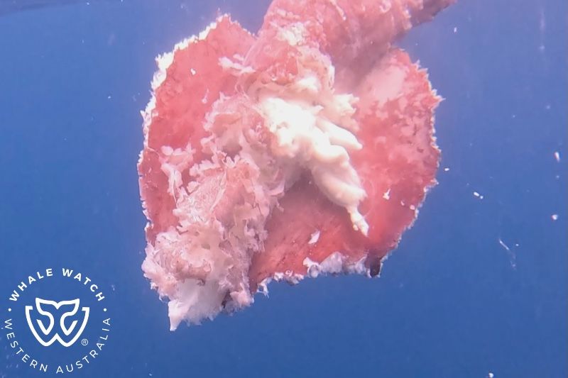 Whale Watch Western Australia