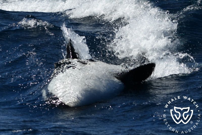 Whale Watch Western Australia