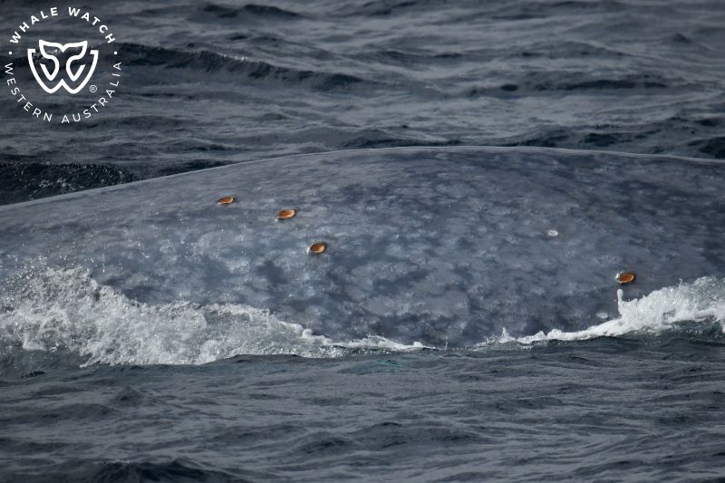 Whale Watch Western Australia