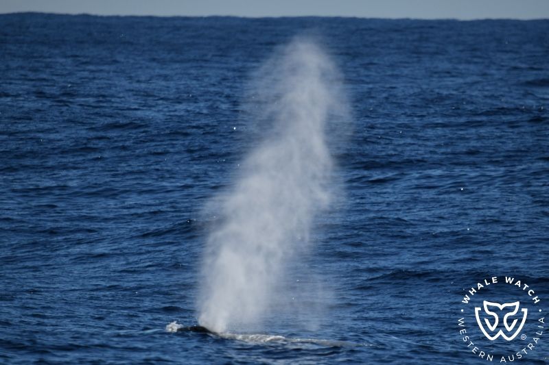 Whale Watch Western Australia